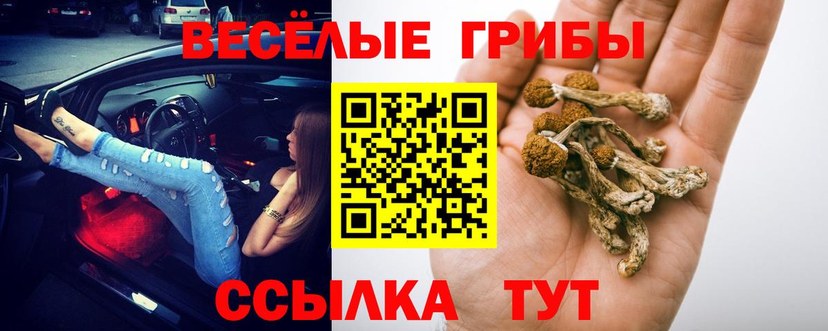 Галлюциногенные грибы Psilocybine cubensis Волгоград
